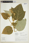 Croton speciosus image