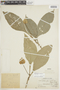 Dalechampia magnoliifolia image