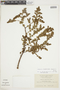 Euphorbia amplexicaulis image