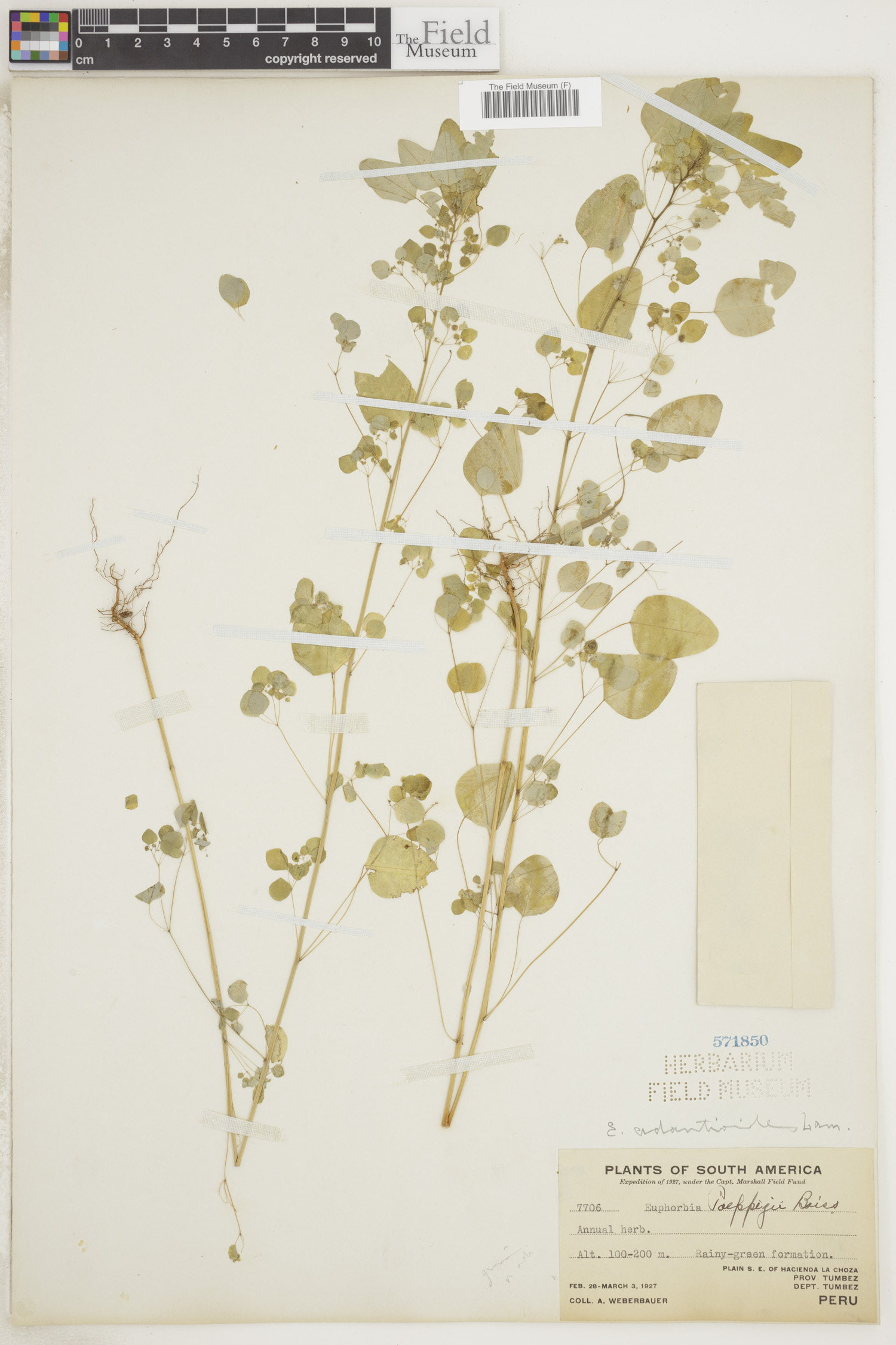 Euphorbia adiantoides image