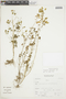 Euphorbia adiantoides image