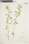 Euphorbia adiantoides image