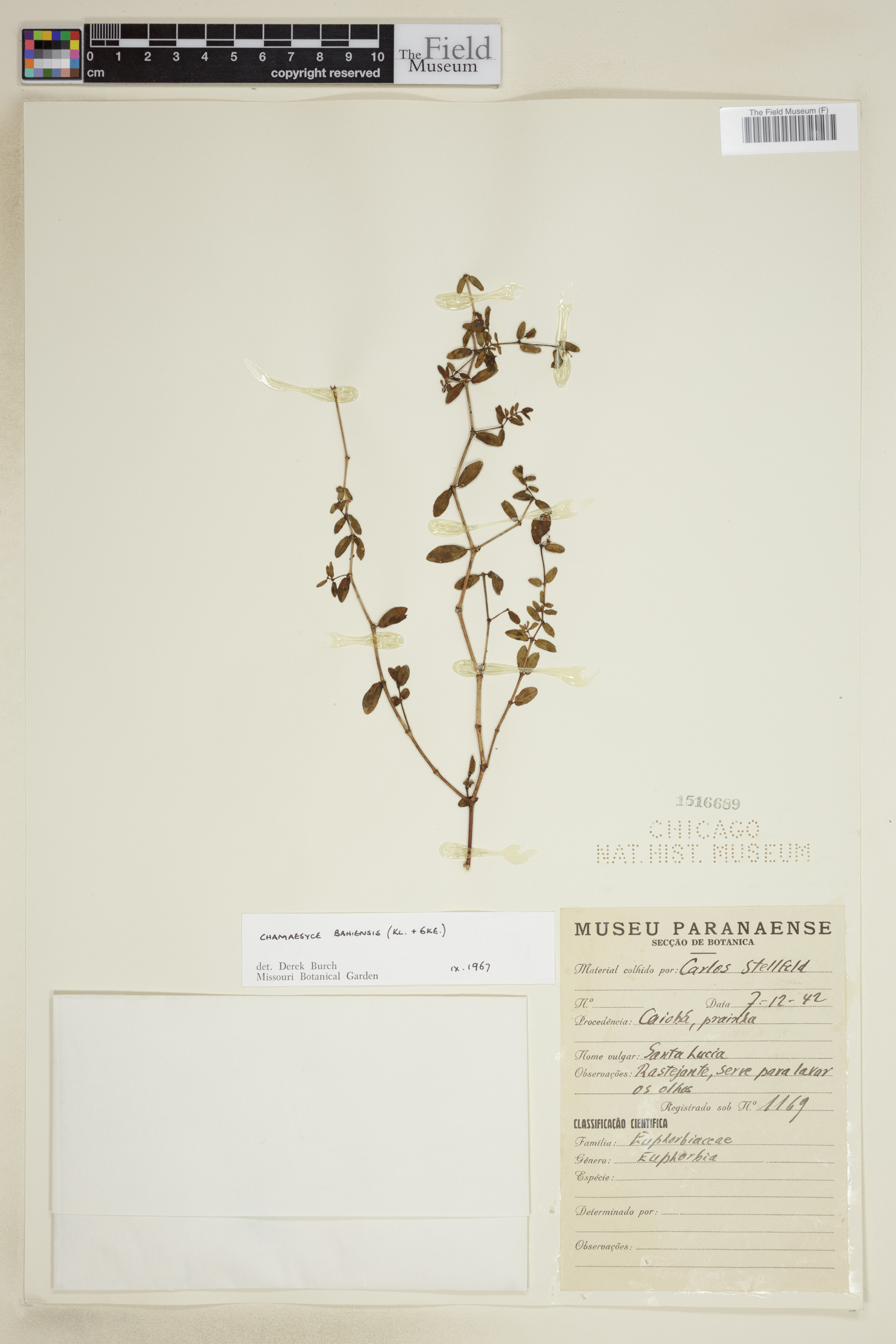 Euphorbia bahiensis image