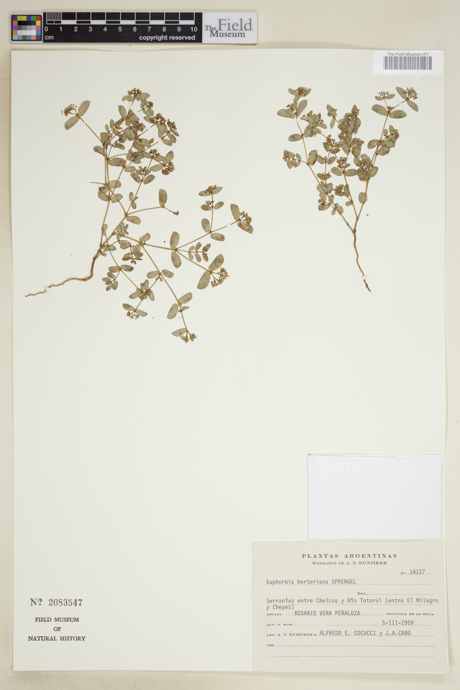 Euphorbia hypericifolia image