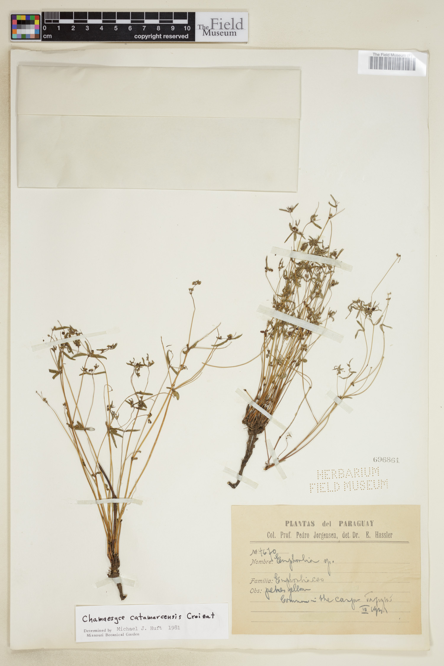 Euphorbia catamarcensis image