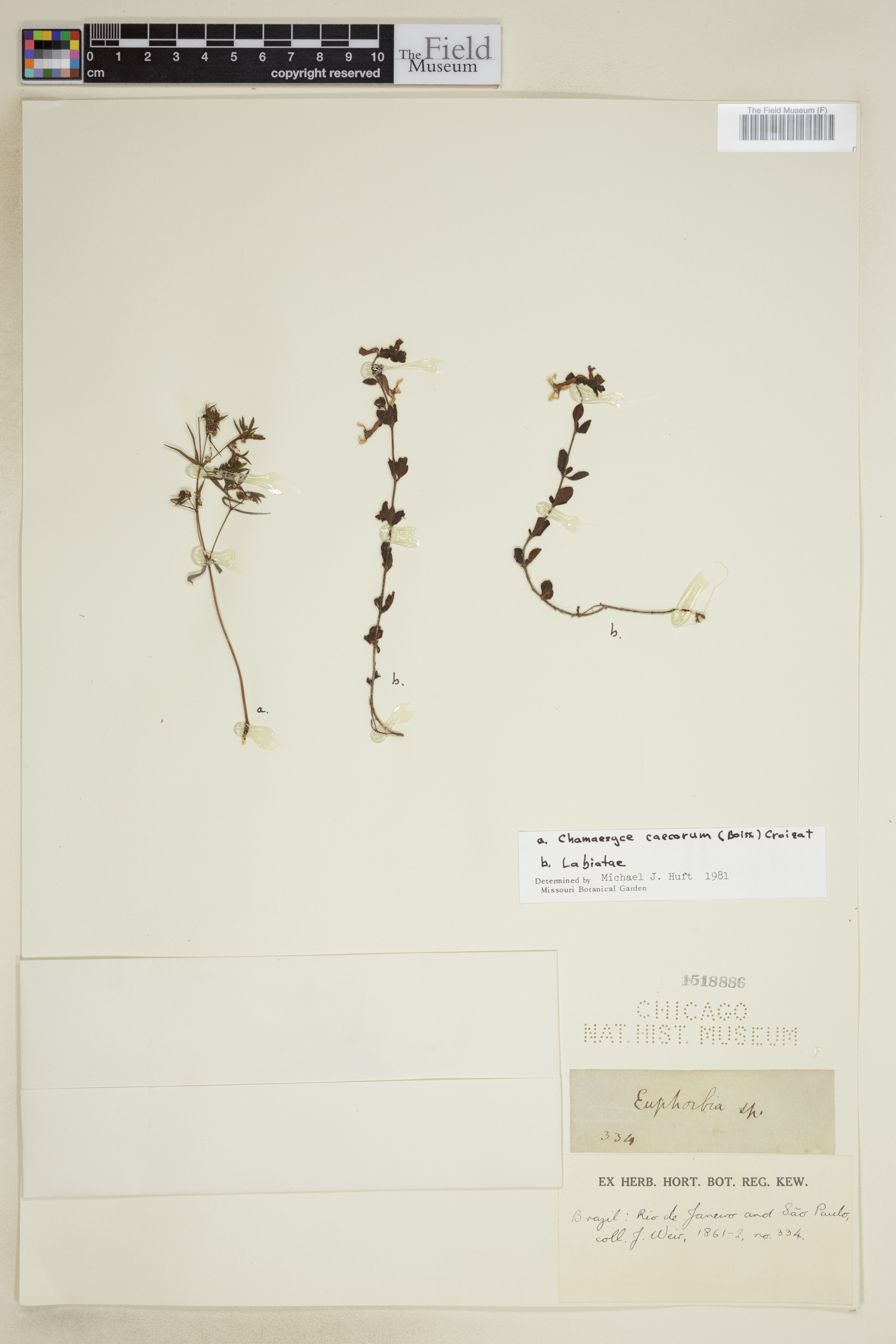 Euphorbia caecorum image