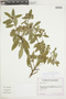 Euphorbia cestrifolia image