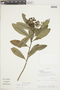 Euphorbia cestrifolia image