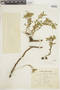 Euphorbia chilensis image