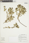 Euphorbia chilensis image