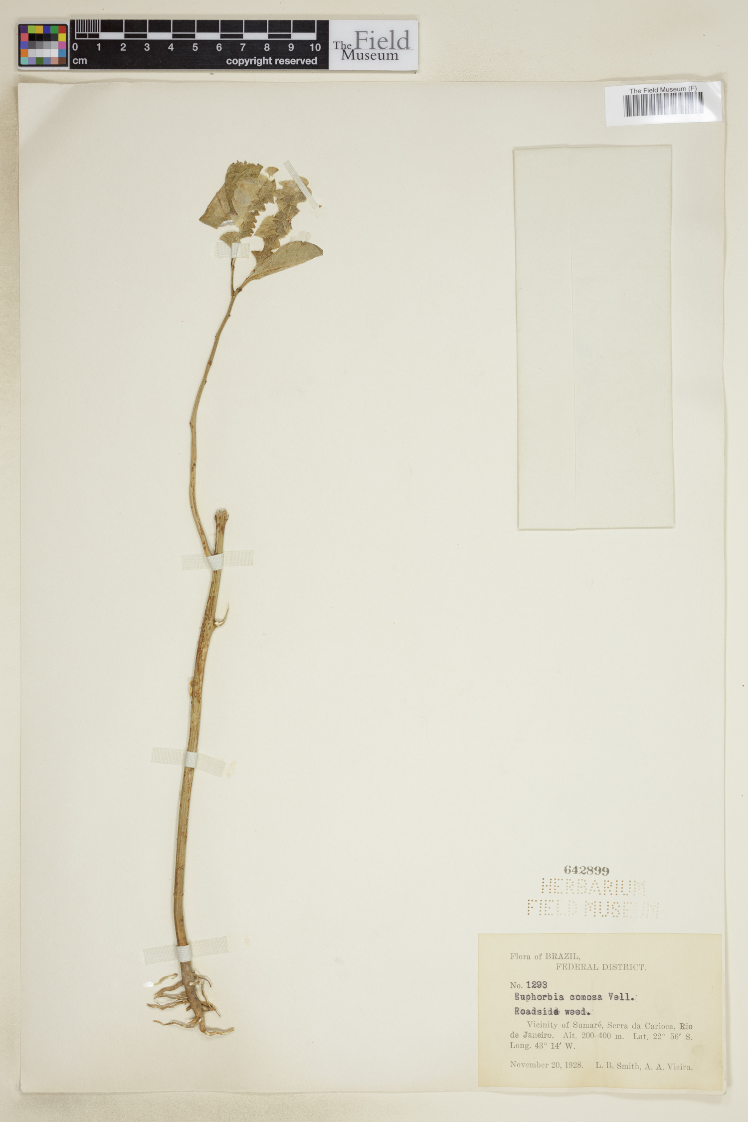 Euphorbia comosa image
