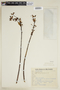 Euphorbia chrysophylla image