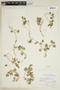 Dysopsis glechomoides image