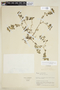 Dysopsis paucidentata image