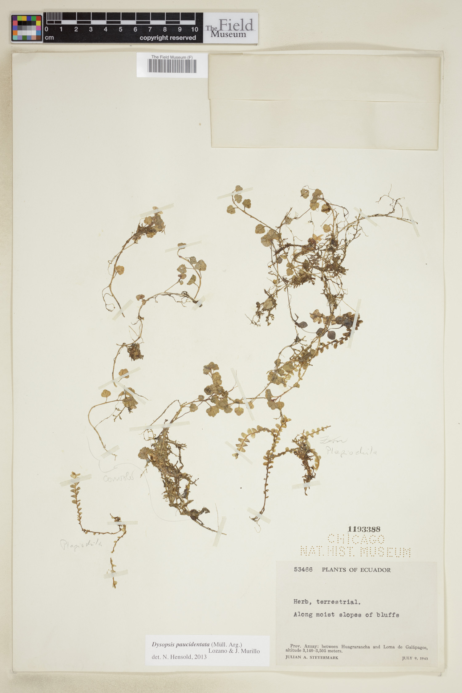 Dysopsis paucidentata image