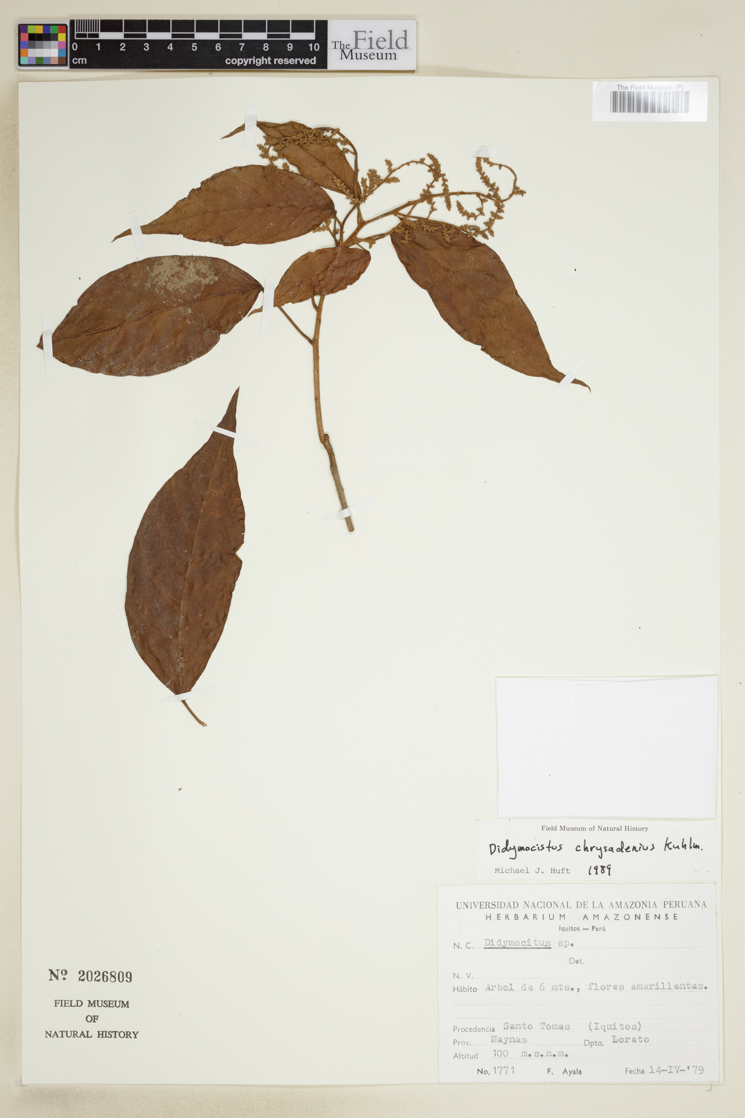Didymocistus chrysadenius image