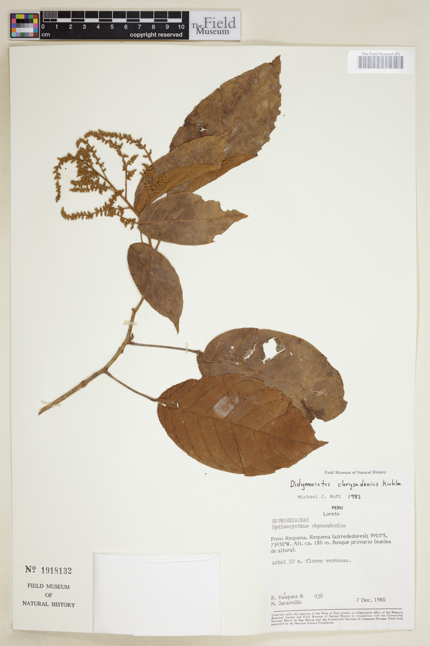 Didymocistus chrysadenius image