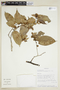 Discocarpus spruceanus image