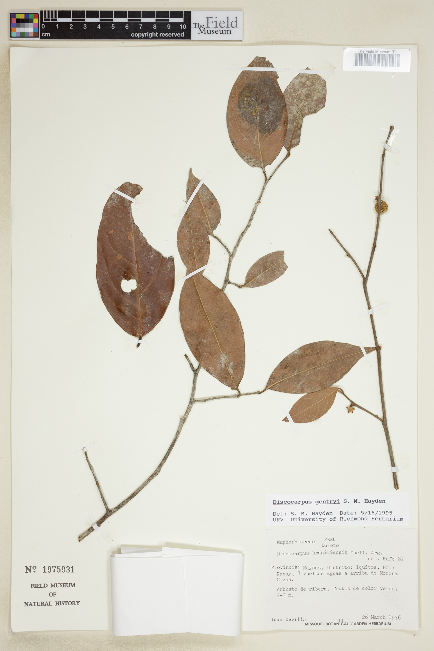 Discocarpus gentryi image