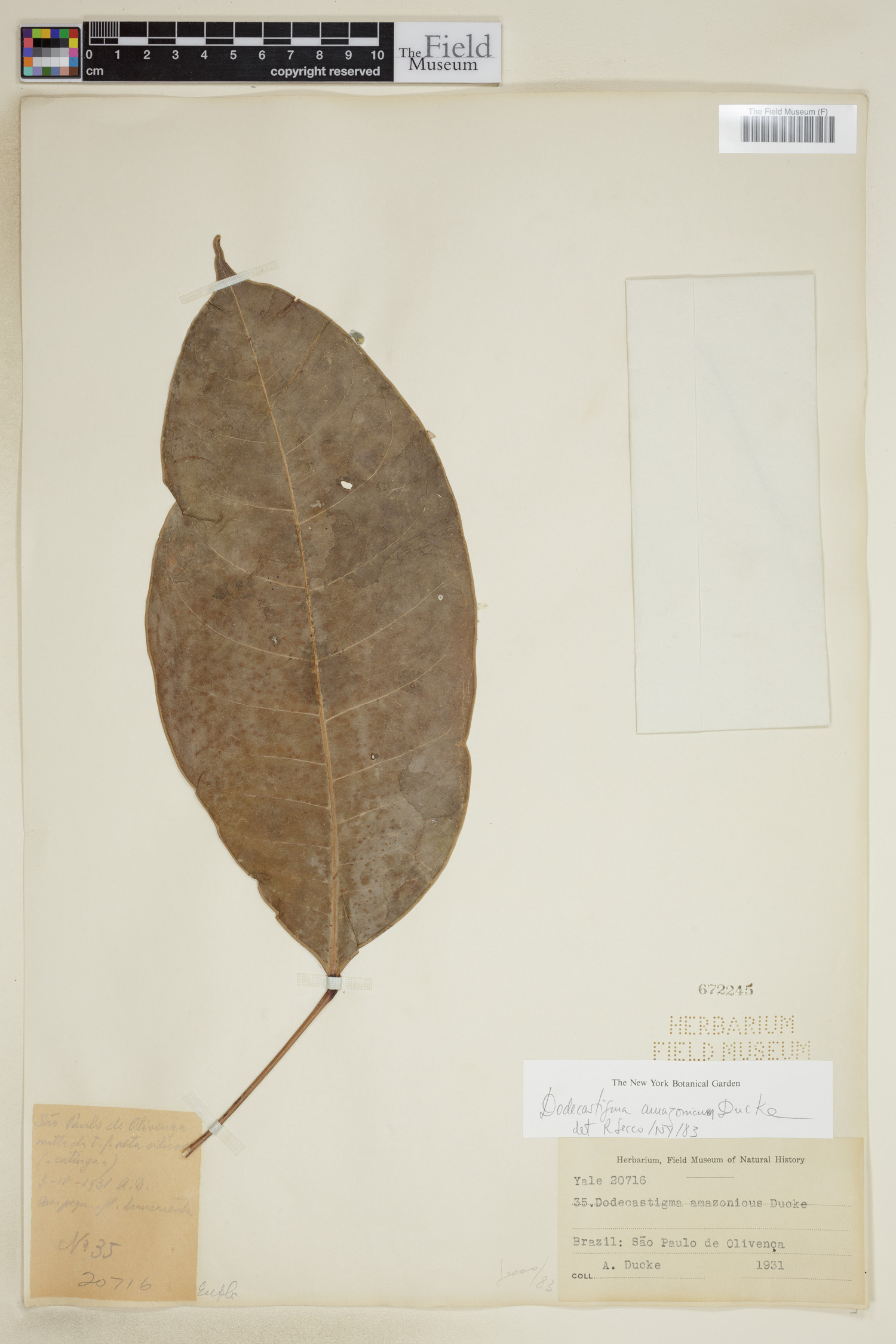 Dodecastigma image