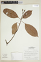 Dodecastigma integrifolium image