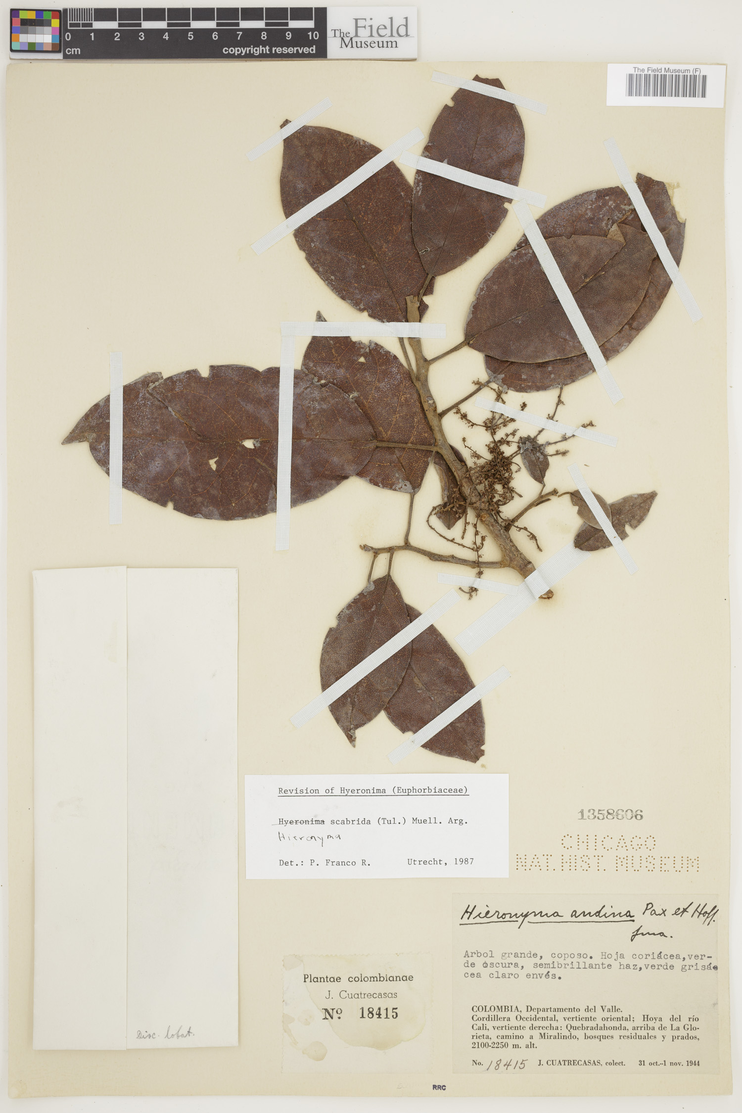 Hieronyma scabrida image