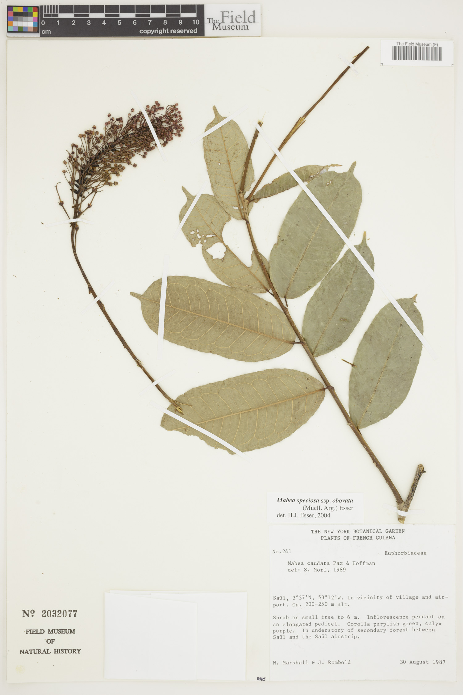 Mabea speciosa image
