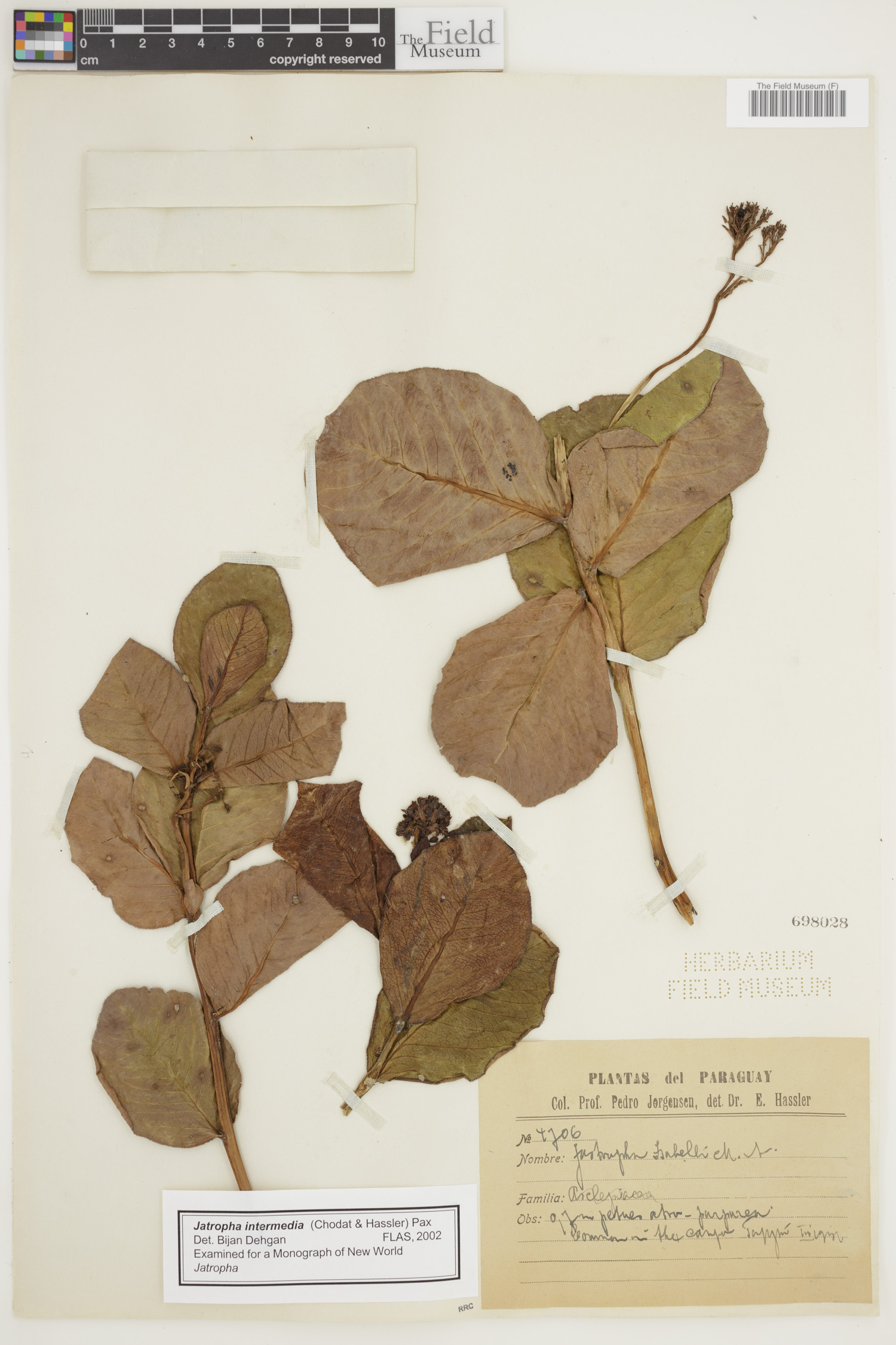 Jatropha intermedia image