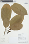 Glycydendron amazonicum image