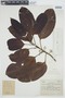 Glycydendron amazonicum image