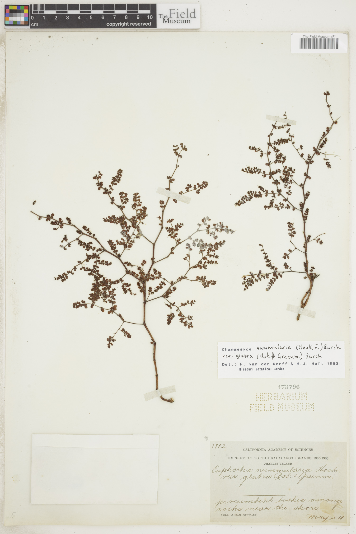 Euphorbia nummularia image
