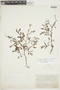 Euphorbia nummularia image