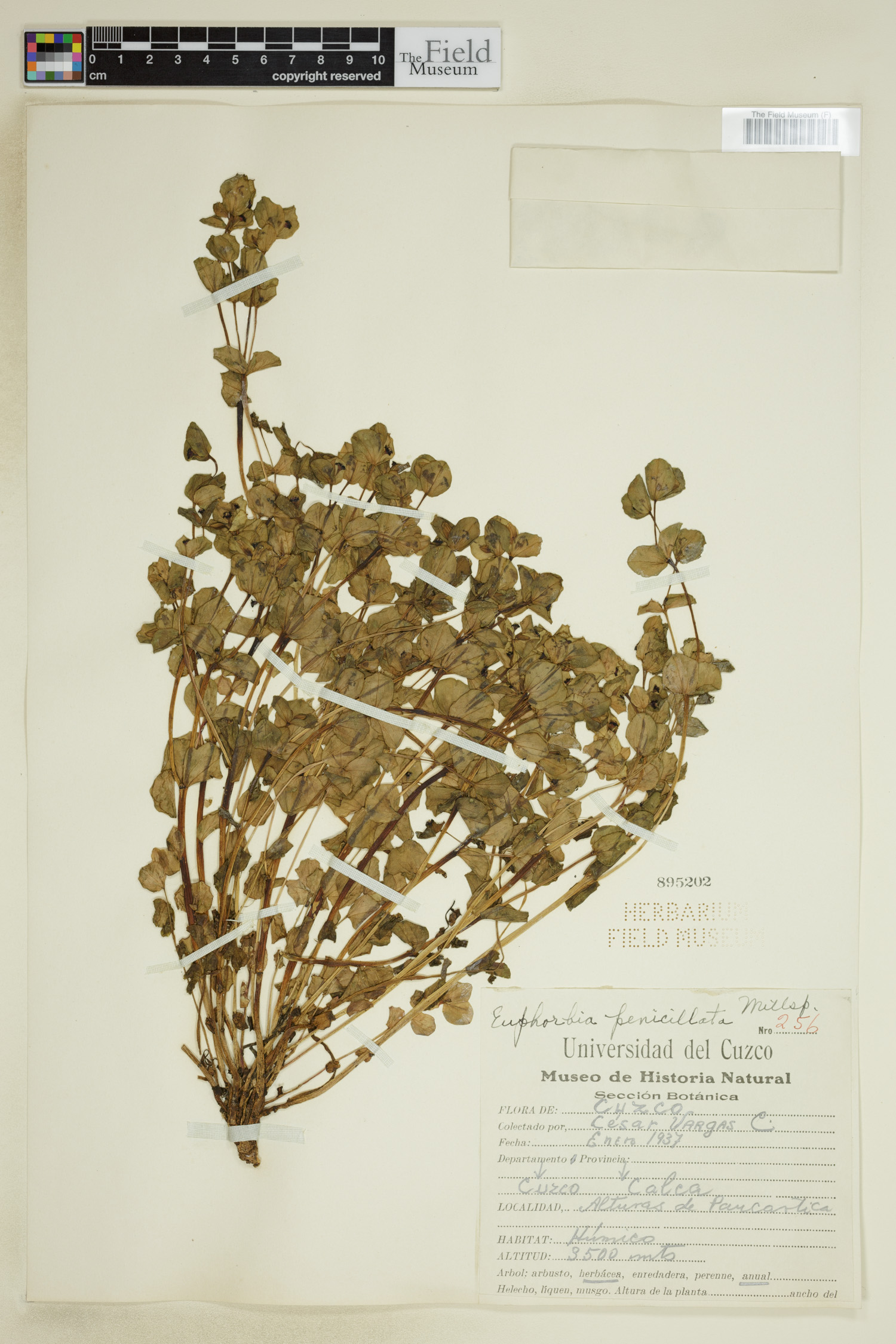 Euphorbia guachanca image
