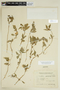 Euphorbia pentadactyla image