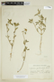 Euphorbia pentadactyla image