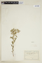 Euphorbia portulacoides subsp. portulacoides image
