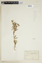 Euphorbia portulacoides subsp. portulacoides image