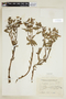 Euphorbia portulacoides image