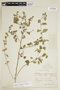 Euphorbia poeppigii image