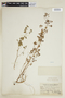 Euphorbia poeppigii image