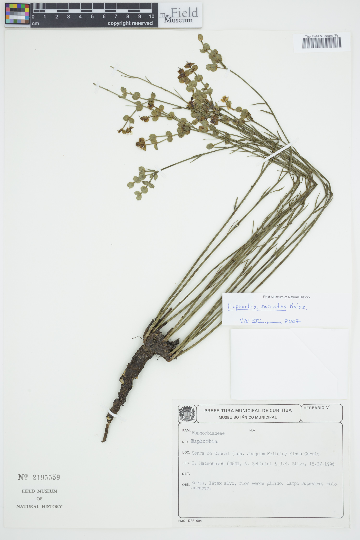 Euphorbia sarcodes image