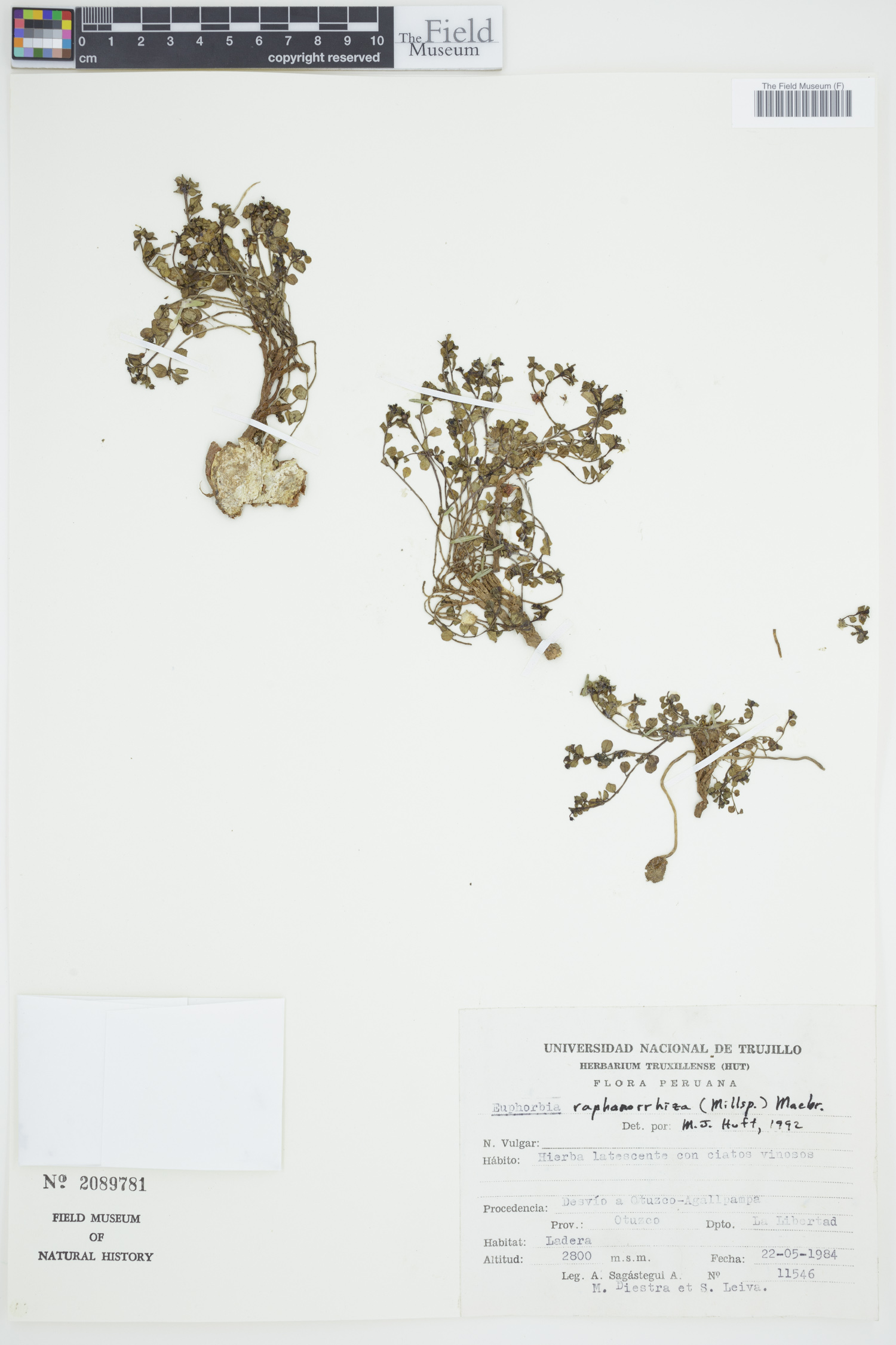 Euphorbia raphanorrhiza image