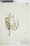 Euphorbia recurva image