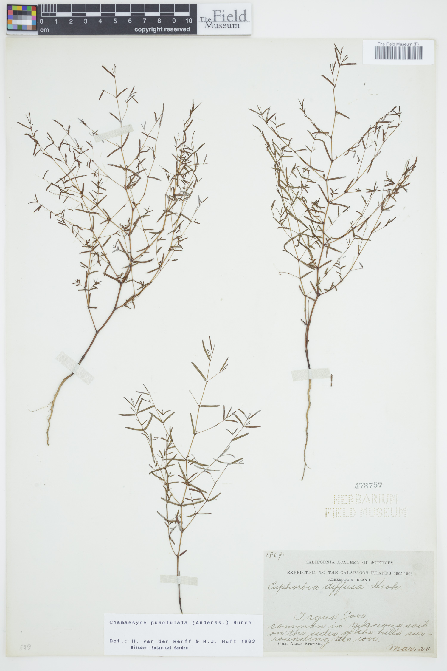 Euphorbia punctulata image