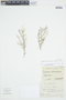 Euphorbia punctulata image