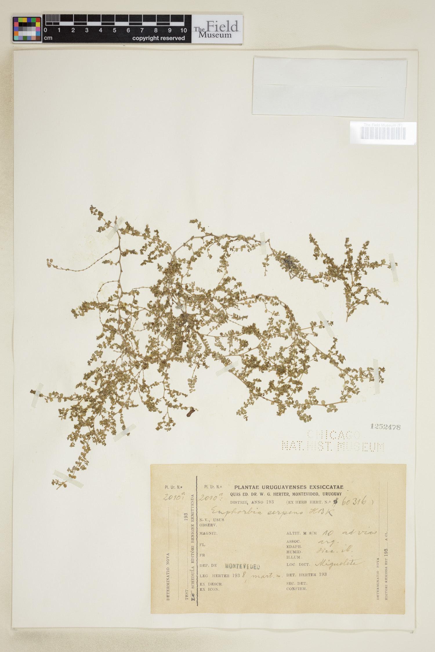 Chamaesyce serpens image