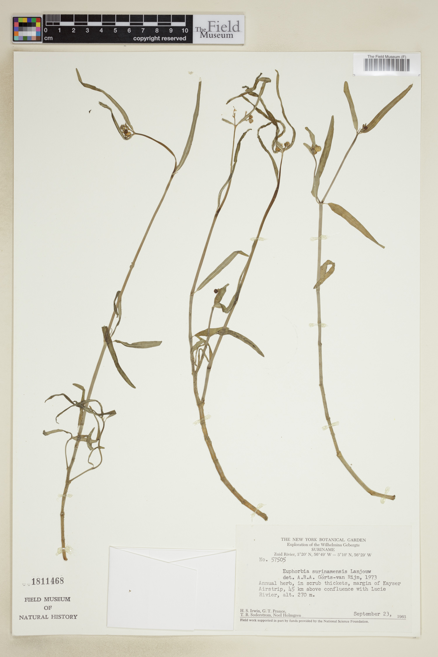 Euphorbia oerstediana image