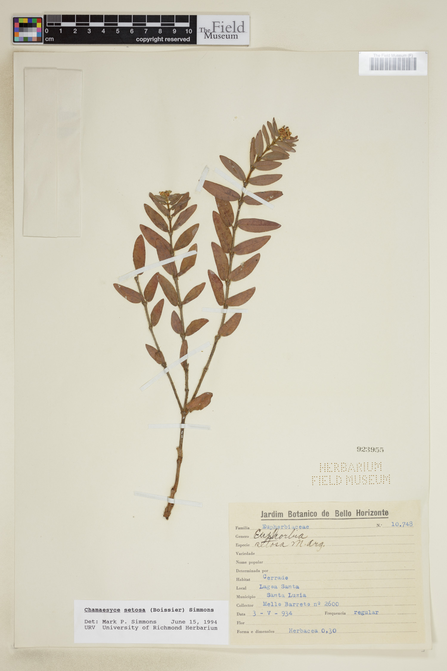 Euphorbia setosa image