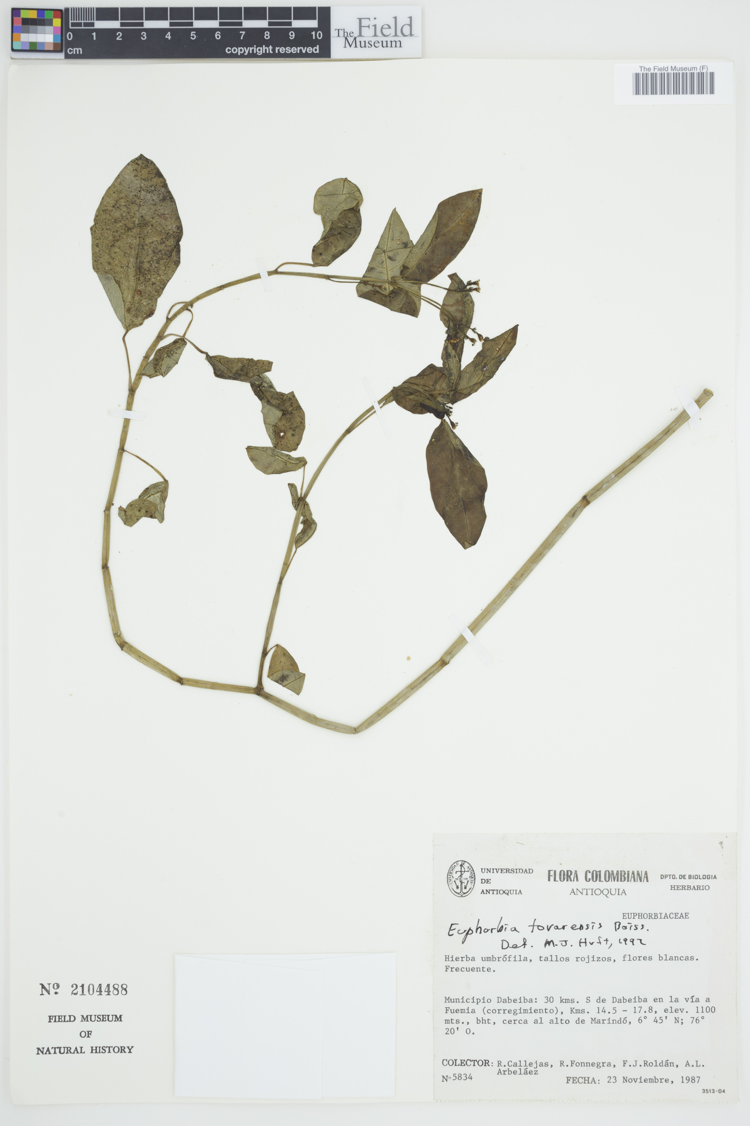 Euphorbia insulana var. tovarensis image