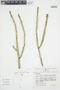 Euphorbia weberbaueri image